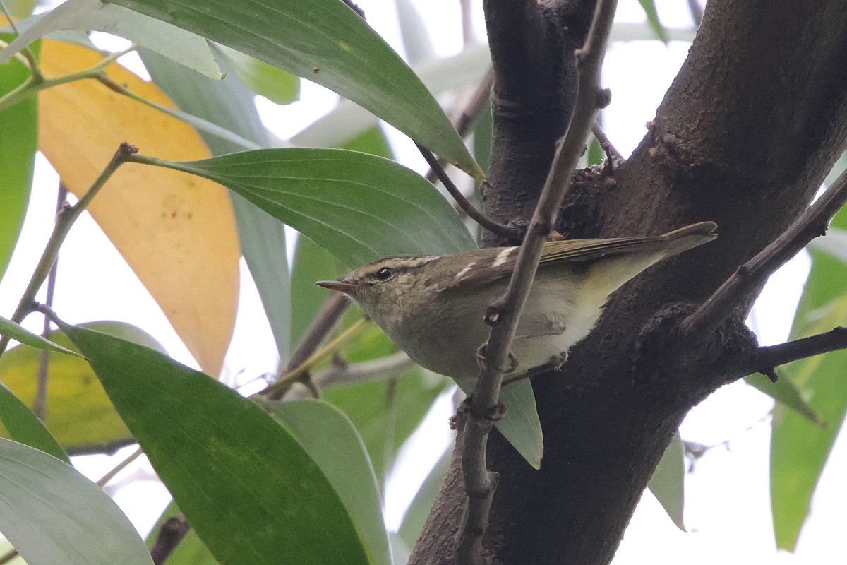 Nice to be back home in Dhaka.  Local birding quiet but Yellow-browed Warblers now on winter territories and a bit easier to see therefore