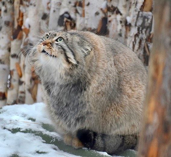 Grumpy Manul (@grumpy_manul) on Twitter photo 