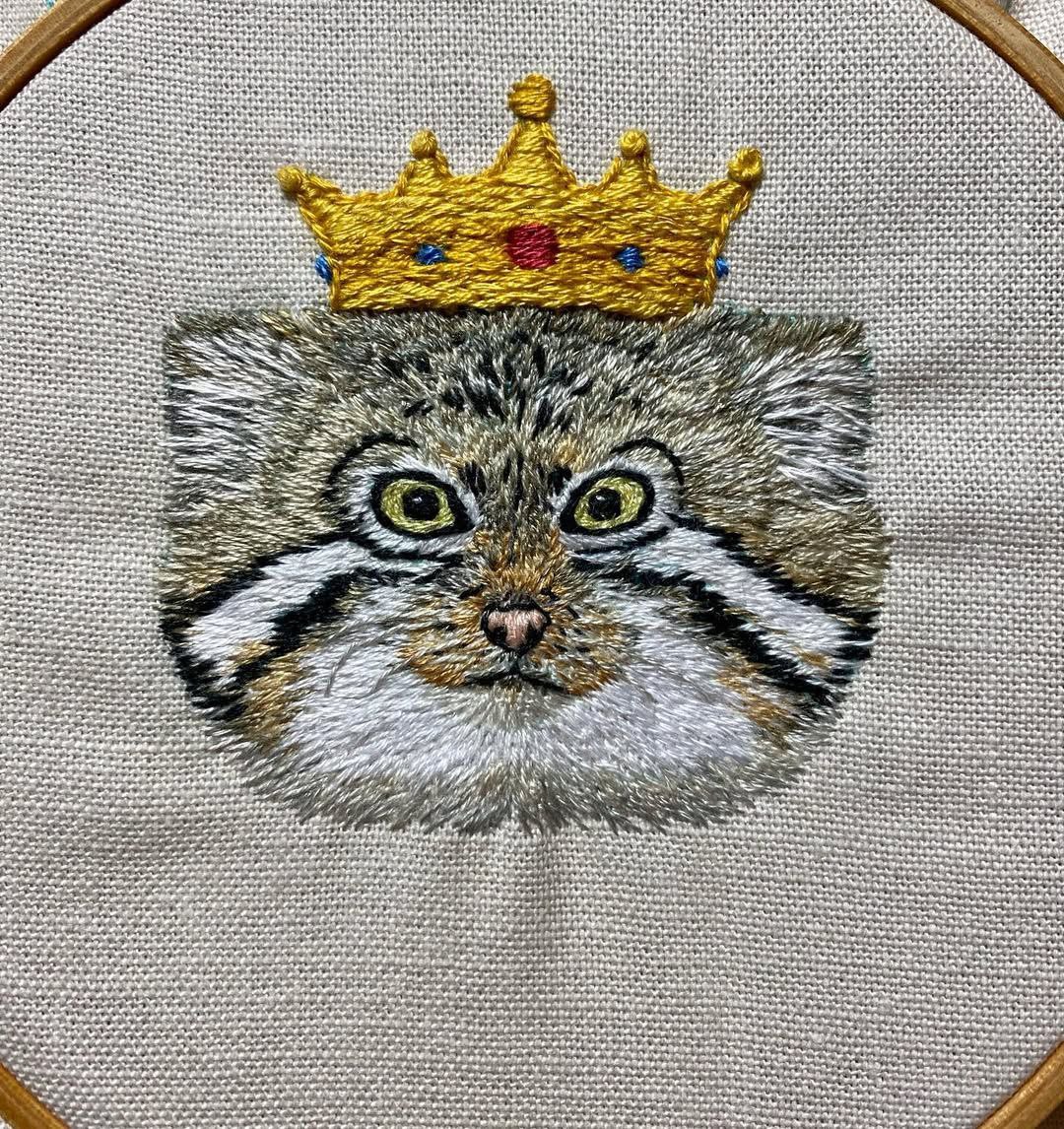 Grumpy Manul (@grumpy_manul) on Twitter photo 