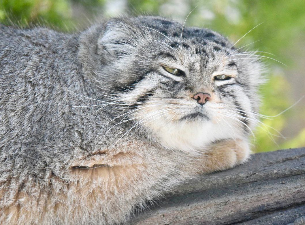 Grumpy Manul (@grumpy_manul) on Twitter photo 