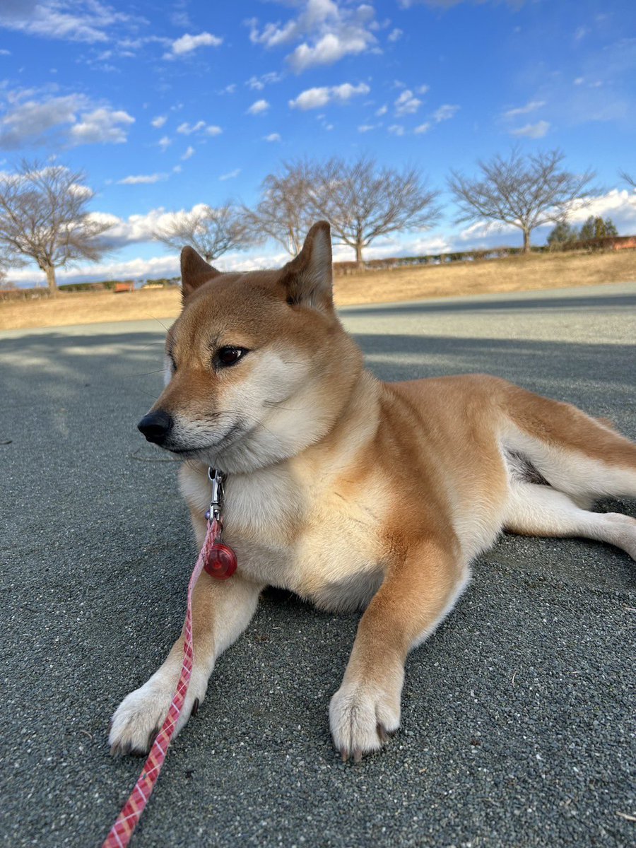 mokuest's tweet photo. もくもく雲の下モクちんあり https://t.co/EVa5Xlk0wV