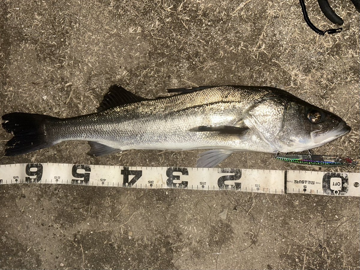 先月の釣果まとめ
あんま釣り切らんやった
去年一年もnakanolureworksさんのルアーに助けらました笑