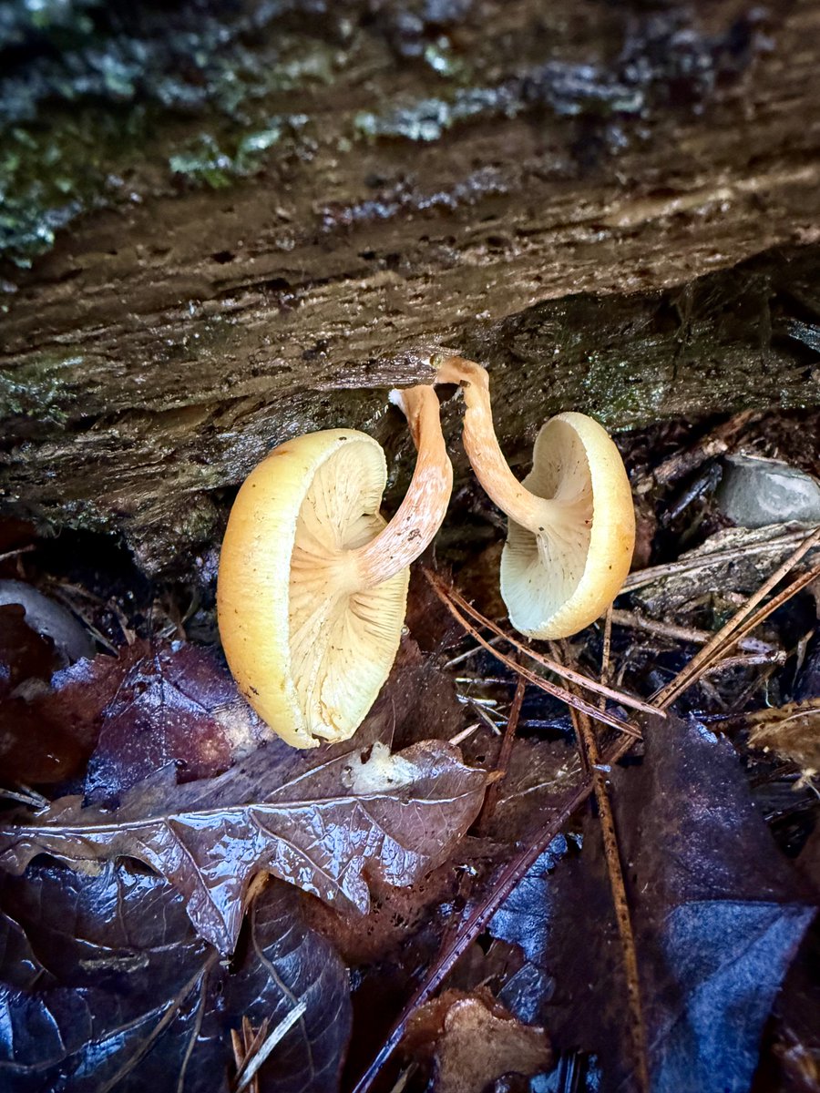 Funguy🍄 (@richard16831532) on Twitter photo 