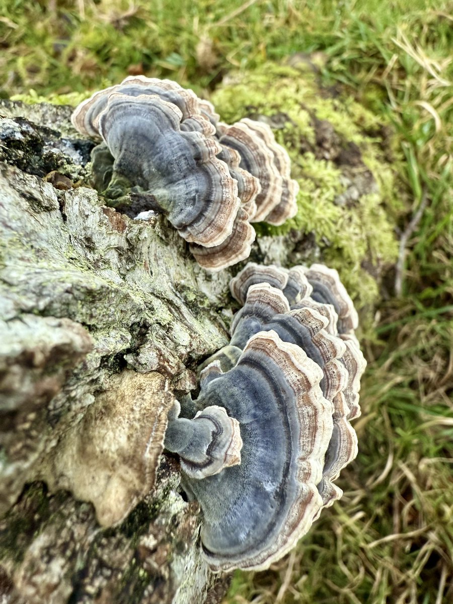 Funguy🍄 (@richard16831532) on Twitter photo 