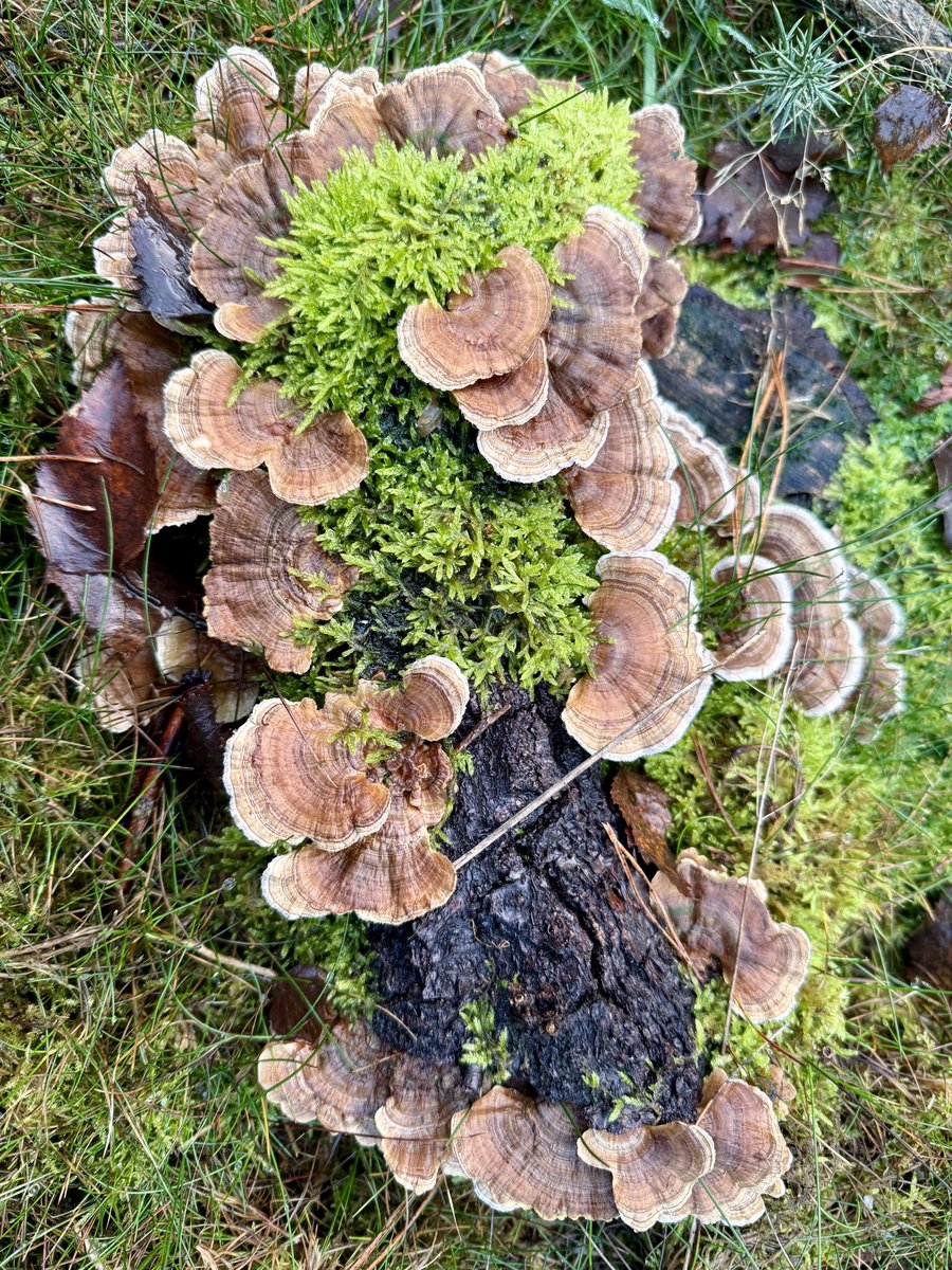 Funguy🍄 (@richard16831532) on Twitter photo 