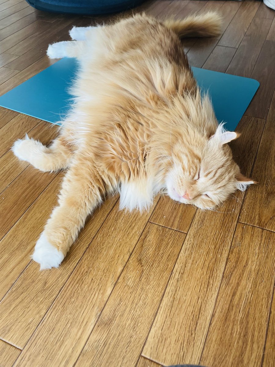 今年も、寝るねこ😁
今年も、元気でいてね😄