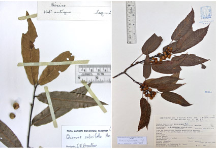 Notes on Quercus salicifolia and description of a #newspecies of Quercus section Lobatae (#Fagaceae) from #Mexico 
phytotaxa.mapress.com/pt/article/vie… 
#Taxonomy