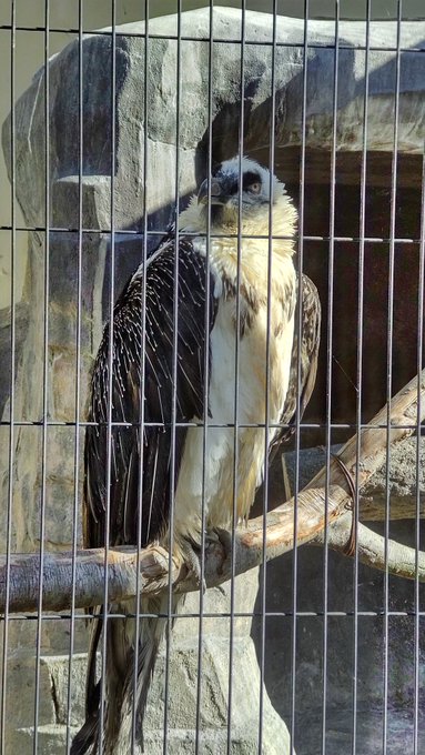 今日も動物見てきました
猛禽に惚れました🦅 