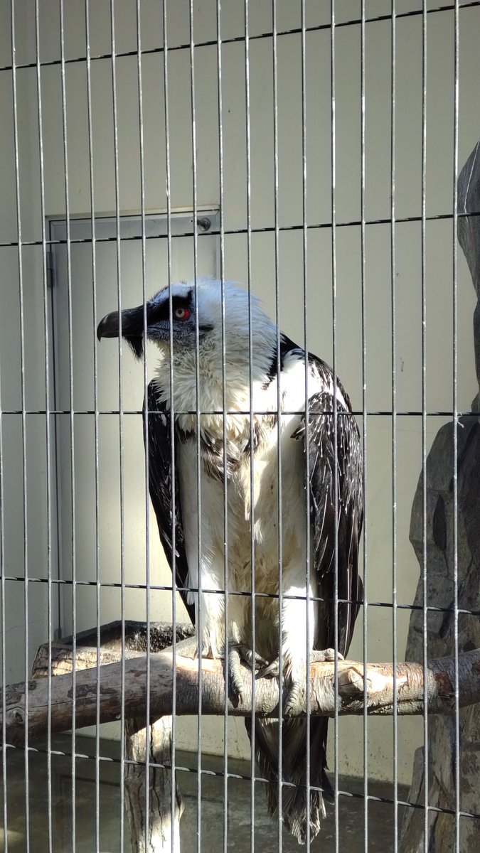 今日も動物見てきました
猛禽に惚れました🦅 