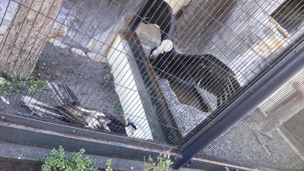 今日も動物見てきました
猛禽に惚れました🦅 