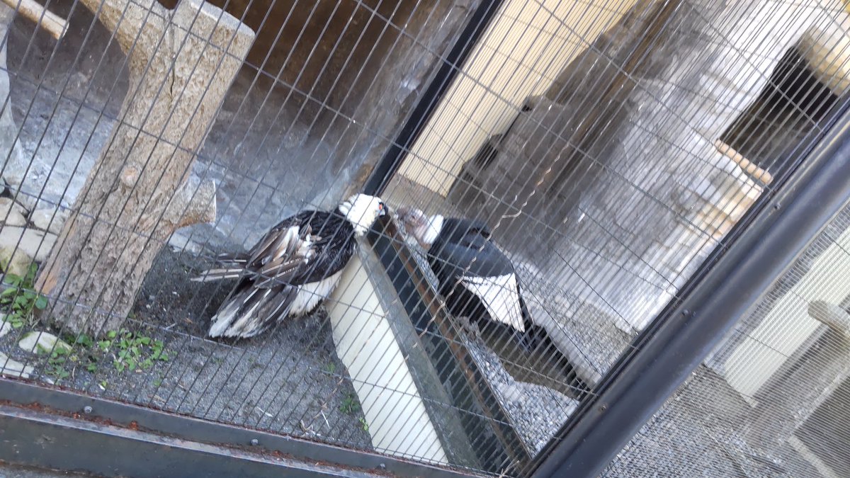 今日も動物見てきました
猛禽に惚れました🦅 