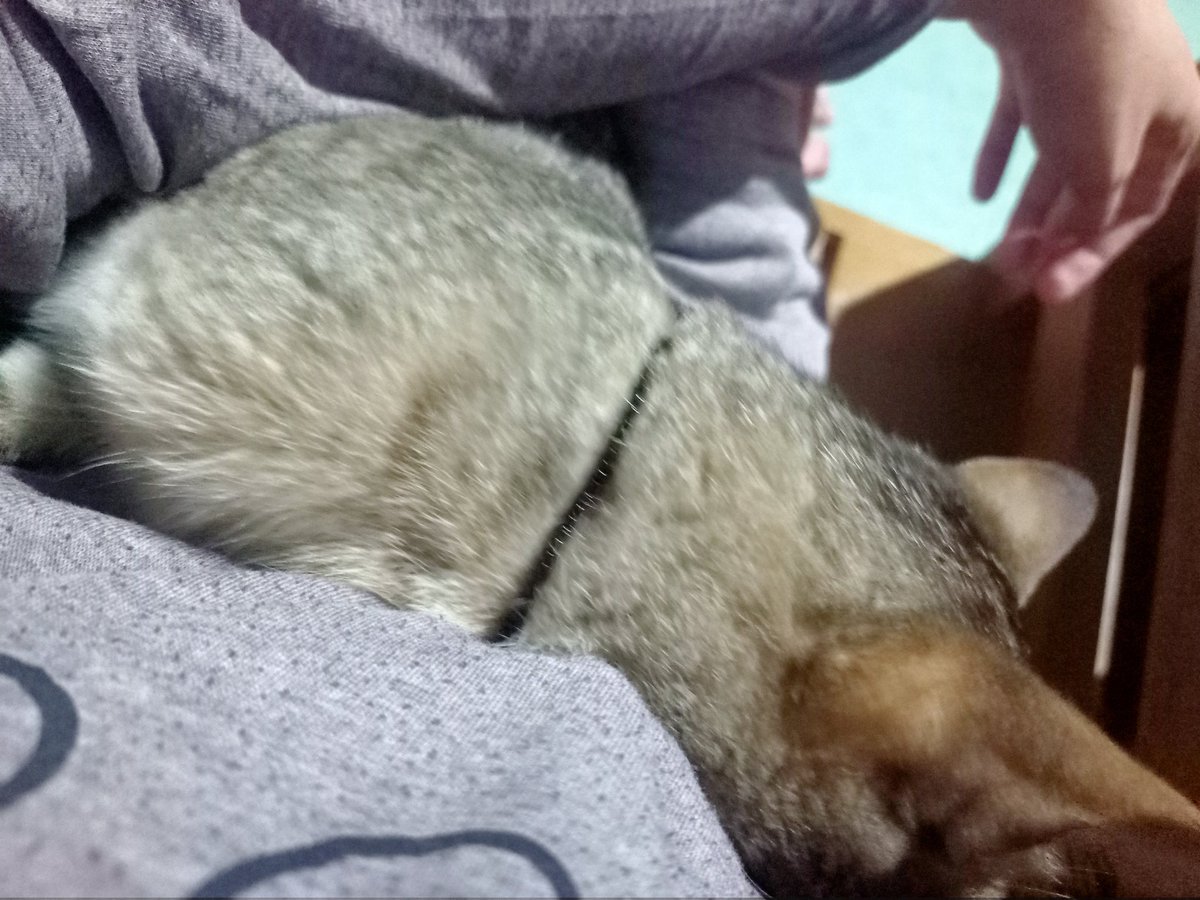 zwei_twts's tweet photo. floofy babie https://t.co/pbHJeARVA6