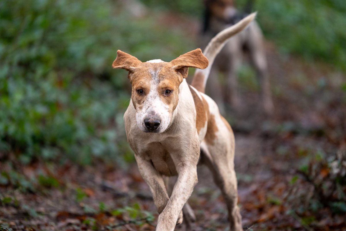 lurcherwork's tweet image. #foxhound #followhounds #hunting #hound #workingdogs