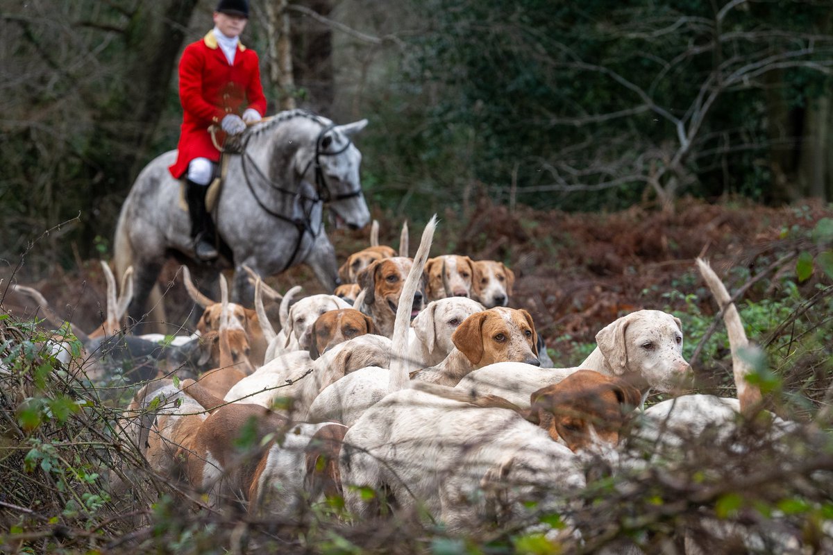 lurcherwork's tweet image. #foxhound #followhounds #hunting #hound #workingdogs