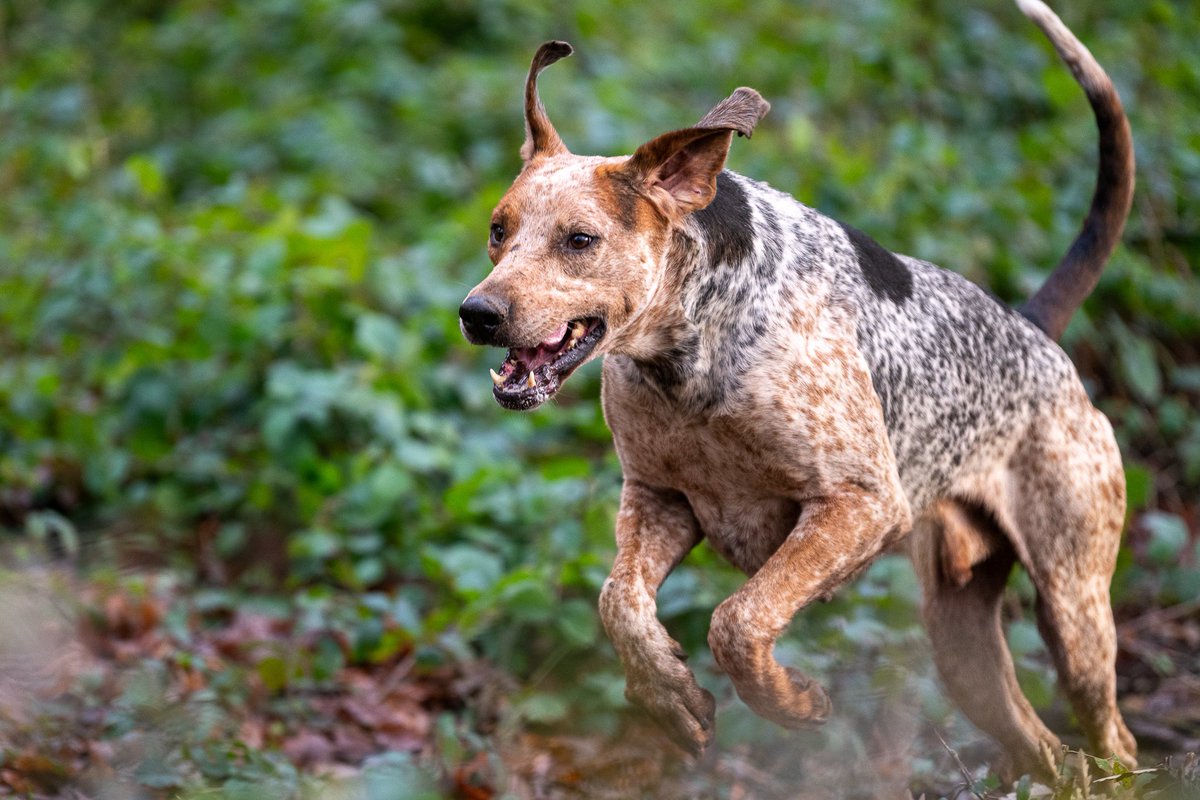 lurcherwork's tweet image. #foxhound #followhounds #hunting #hound #workingdogs