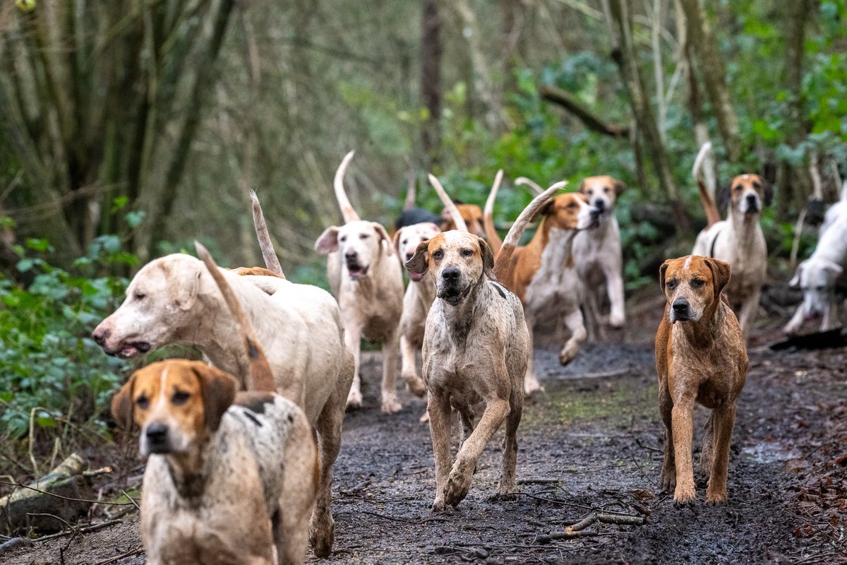 lurcherwork's tweet image. #foxhound #followhounds #hunting #hound #workingdogs