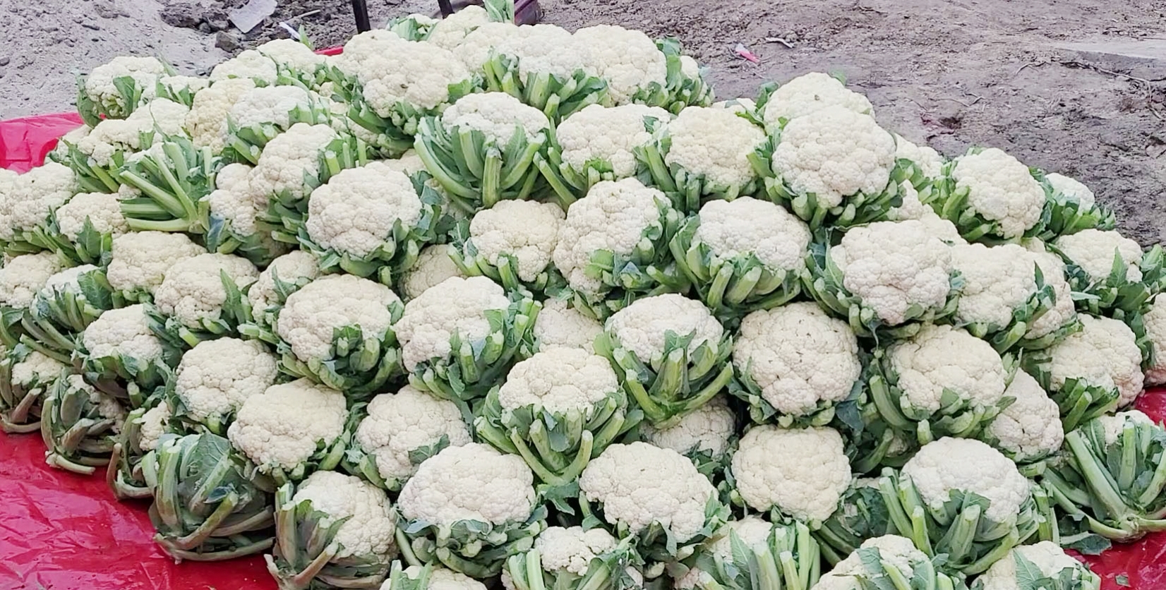 নওগাঁয় ফুলকপি বিক্রি হচ্ছে ২ টাকায়, চাষিদের মাথায় হাত