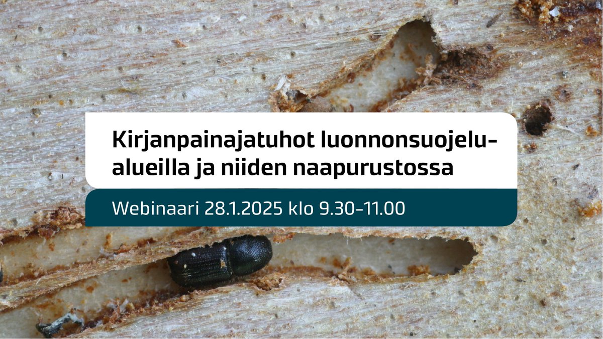 Luonnonvarakeskus (@lukefinland) on Twitter photo Kirjanpainajatuhojen riski ja määrät ovat etenkin 2020-luvulla kasvaneet Suomessa. Selvitimme, missä määrin suojelualueilta voi levitä tai on jo levinnyt kirjanpainajatuhoja ympäröiviin talousmetsiin.
Tuloksia esitellään webinaarissa 28.1. Tule mukaan: lyyti.fi/reg/kirjanpain… Kirjanpainajatuhojen riski ja määrät ovat etenkin 2020-luvulla kasvaneet Suomessa. Selvitimme, missä määrin suojelualueilta voi levitä tai on jo levinnyt kirjanpainajatuhoja ympäröiviin talousmetsiin.
Tuloksia esitellään webinaarissa 28.1. Tule mukaan: lyyti.fi/reg/kirjanpain…