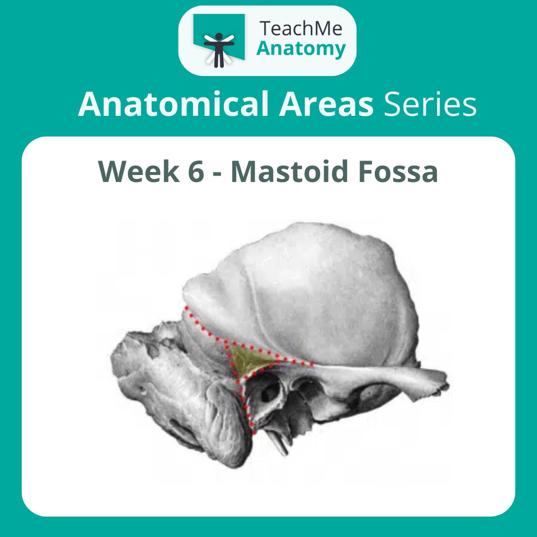 TeachMe_Support's tweet image. Next up in the Anatomical Areas Series: Mastoid Fossa! Scroll through for a summary of its borders and contents.

Read the full article: teachmeanatomy.info/head/areas/mas… #medicalstudent #medicine #medstudent #medicalschool #medschool #physician #futuredoctor #premed #studymotivation