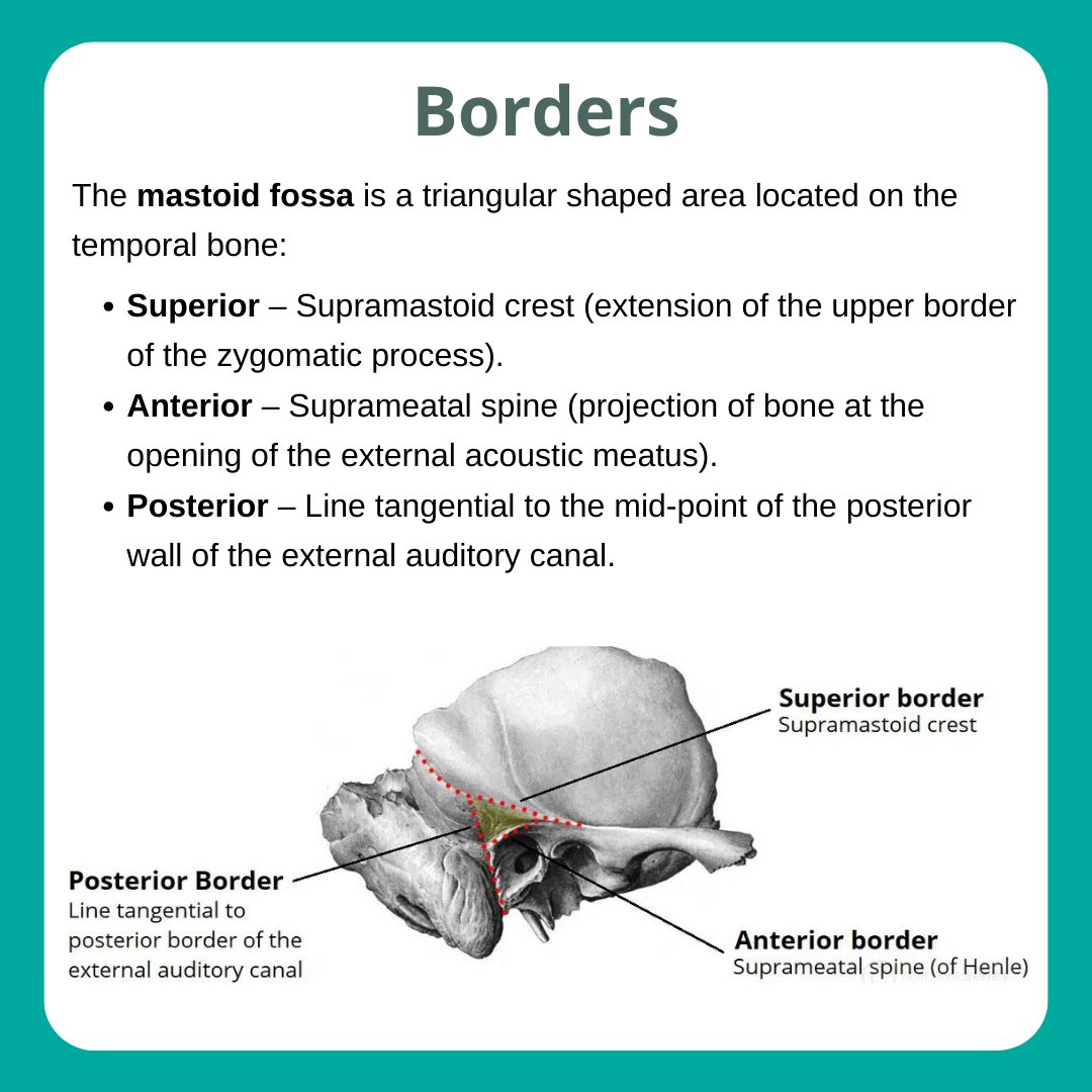 TeachMe_Support's tweet image. Next up in the Anatomical Areas Series: Mastoid Fossa! Scroll through for a summary of its borders and contents.

Read the full article: teachmeanatomy.info/head/areas/mas… #medicalstudent #medicine #medstudent #medicalschool #medschool #physician #futuredoctor #premed #studymotivation