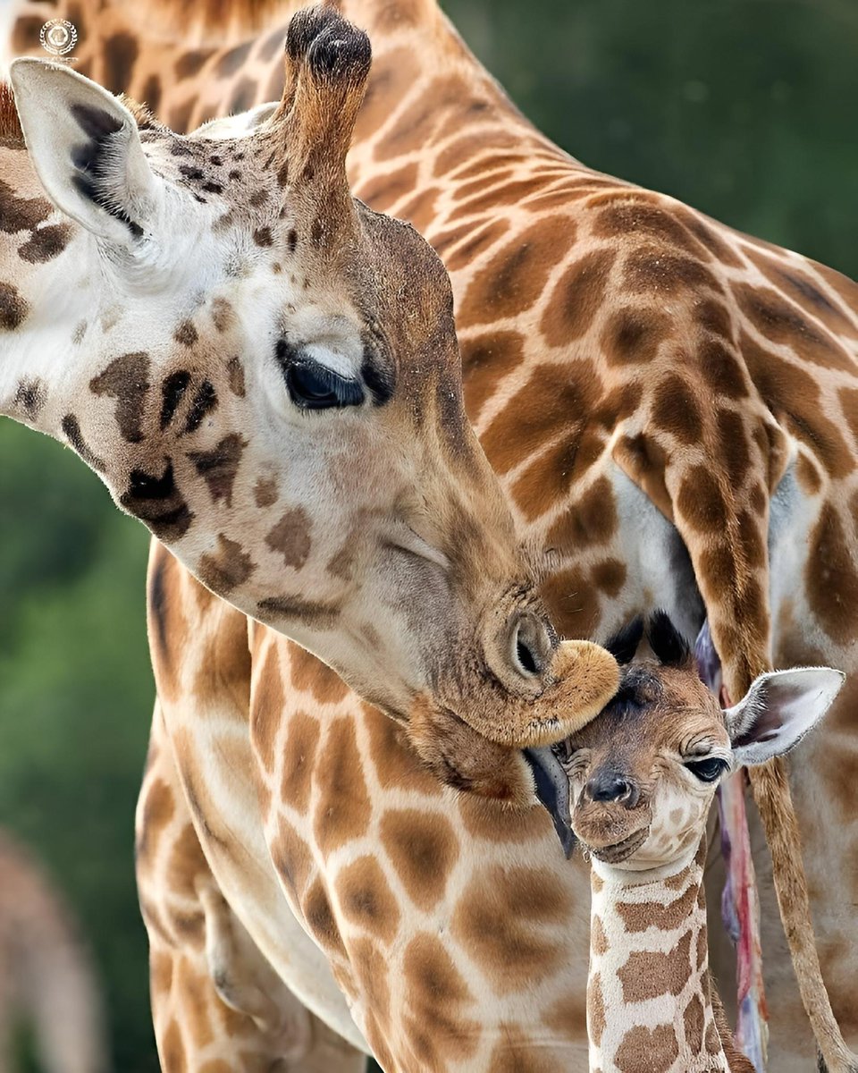♥️ 🦒🦒  🥰 💕