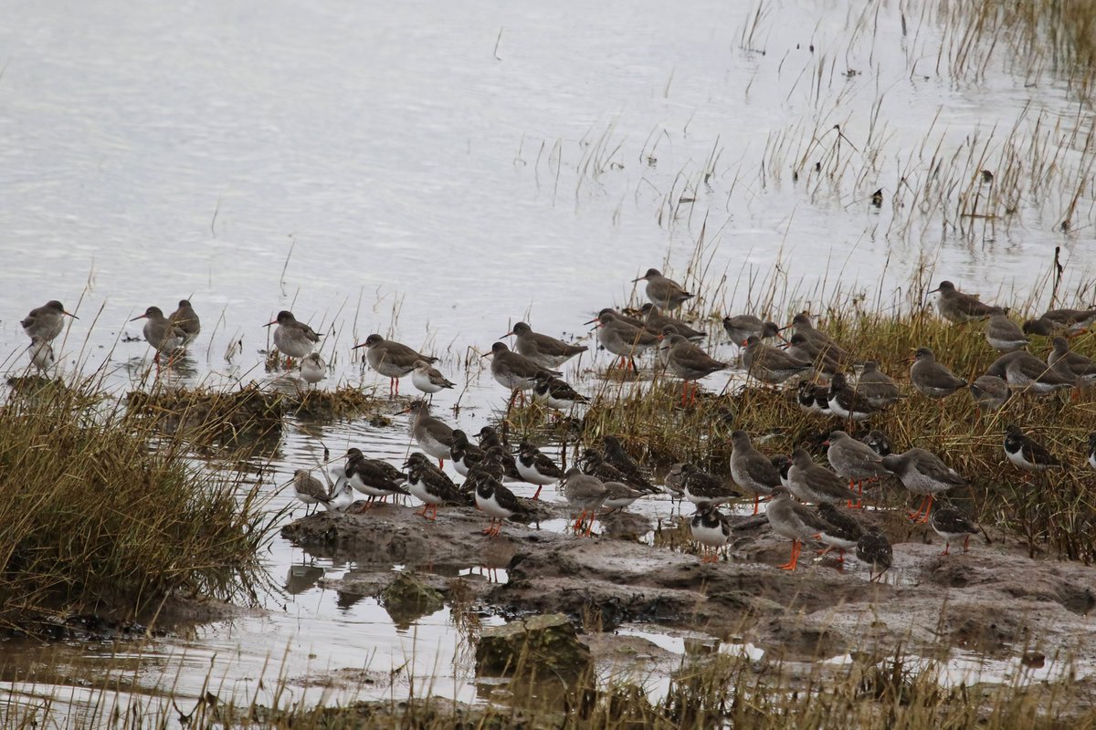 It's #WaderWednesday along the River Stour <a href="/EssexWildlife/">Essex Wildlife Trust</a> Wrabness Reserve - I'll be heading here this morning for a frosty work party👷🏻‍♂️🪚🪓⛏️ I might need to layer up🥶