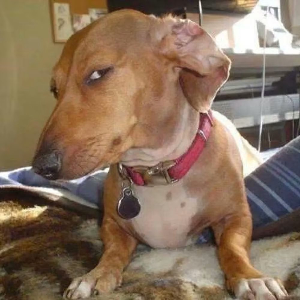 Side Eye Dog | CHICO CTO tweet media