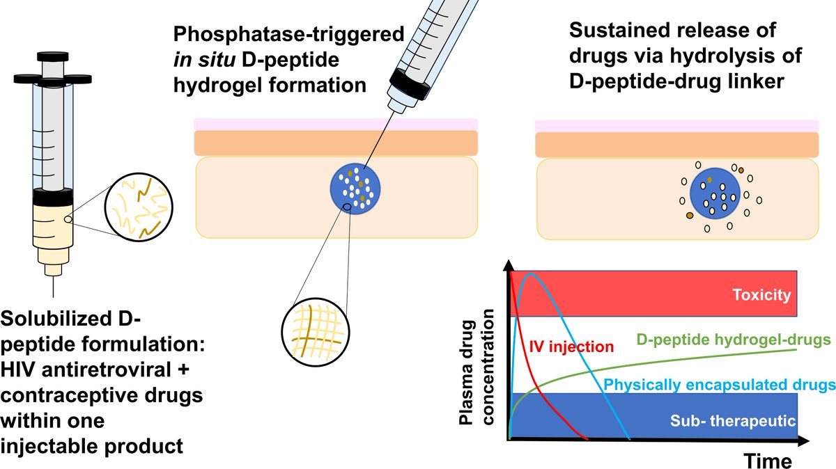 Garry Laverty (@drlaverty) on Twitter photo Our first paper of 2025 has been published within the Journal of Controlled Release <a href="/JCRnEDITORS/">J Controlled Release</a>
We show that a D-peptide hydrogel delivers both HIV + contraceptive drugs within one long-acting injectable product <a href="/EPSRC/">Engineering and Physical Sciences Research Council</a> <a href="/wellcometrust/">Wellcome</a>
Link below 👇
sciencedirect.com/science/articl… Our first paper of 2025 has been published within the Journal of Controlled Release <a href="/JCRnEDITORS/">J Controlled Release</a>
We show that a D-peptide hydrogel delivers both HIV + contraceptive drugs within one long-acting injectable product <a href="/EPSRC/">Engineering and Physical Sciences Research Council</a> <a href="/wellcometrust/">Wellcome</a>
Link below 👇
sciencedirect.com/science/articl…