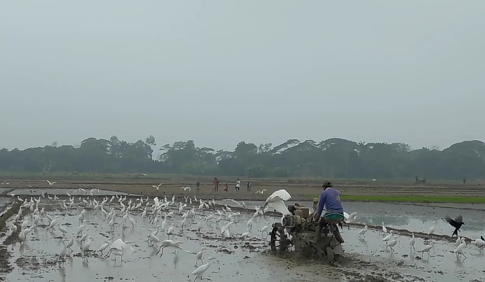 হোসেনপুরে অতিথি পাখির সাথে হাজারো বকের আগমন