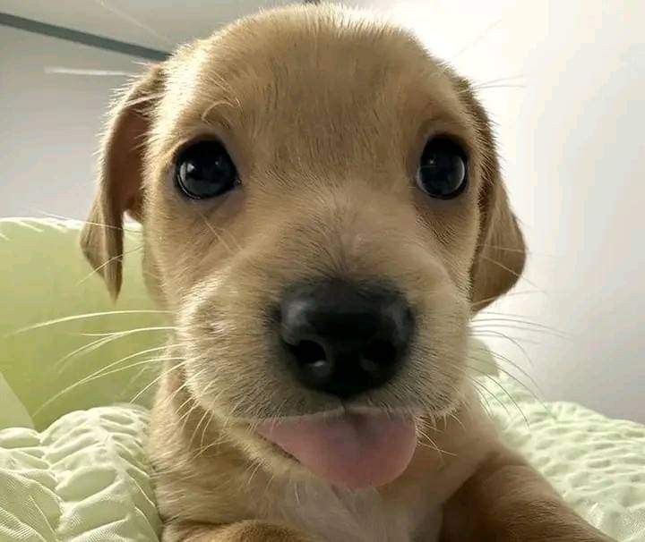 letocomehere's tweet photo. Real footage of pet regressor before and after being told they're a good pup https://t.co/3Nt6FE7iNh