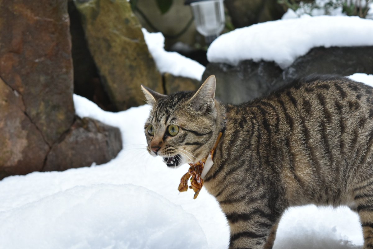 Junkuwabara's tweet photo. それではここで不要不急の外出をして生まれて初めての雪の冷たさにビックリして泣き叫び、雪がない安全地帯から戻ってこれなくなってしまった若かりし頃の高菜先生をご覧ください。

#看板猫
#不要不急の外出自粛 https://t.co/gMY58tVC0s