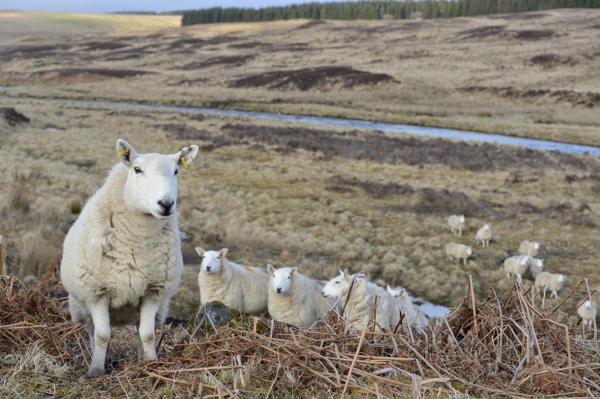 🐑 January can be an important time for pregnant ewes, with early lambing starting in some places. If dogs chase them, they may lose their lambs.  If 'ewe' are planning a wintery walk in the countryside with your dog, keep them under close control or on a short lead. 👍