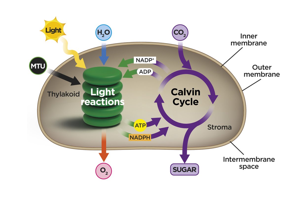 Have you seen that we have appeared in National Geographic yet? Jaroslav Nisler tells us, “I must admit we had high expectations, but the results still surprised us. Seeing the positive impact it has on #agriculture around the world is a huge reward.” intracrop.co.uk/2024/11/11/mtu…