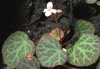 Phytotaxa updates tweet media