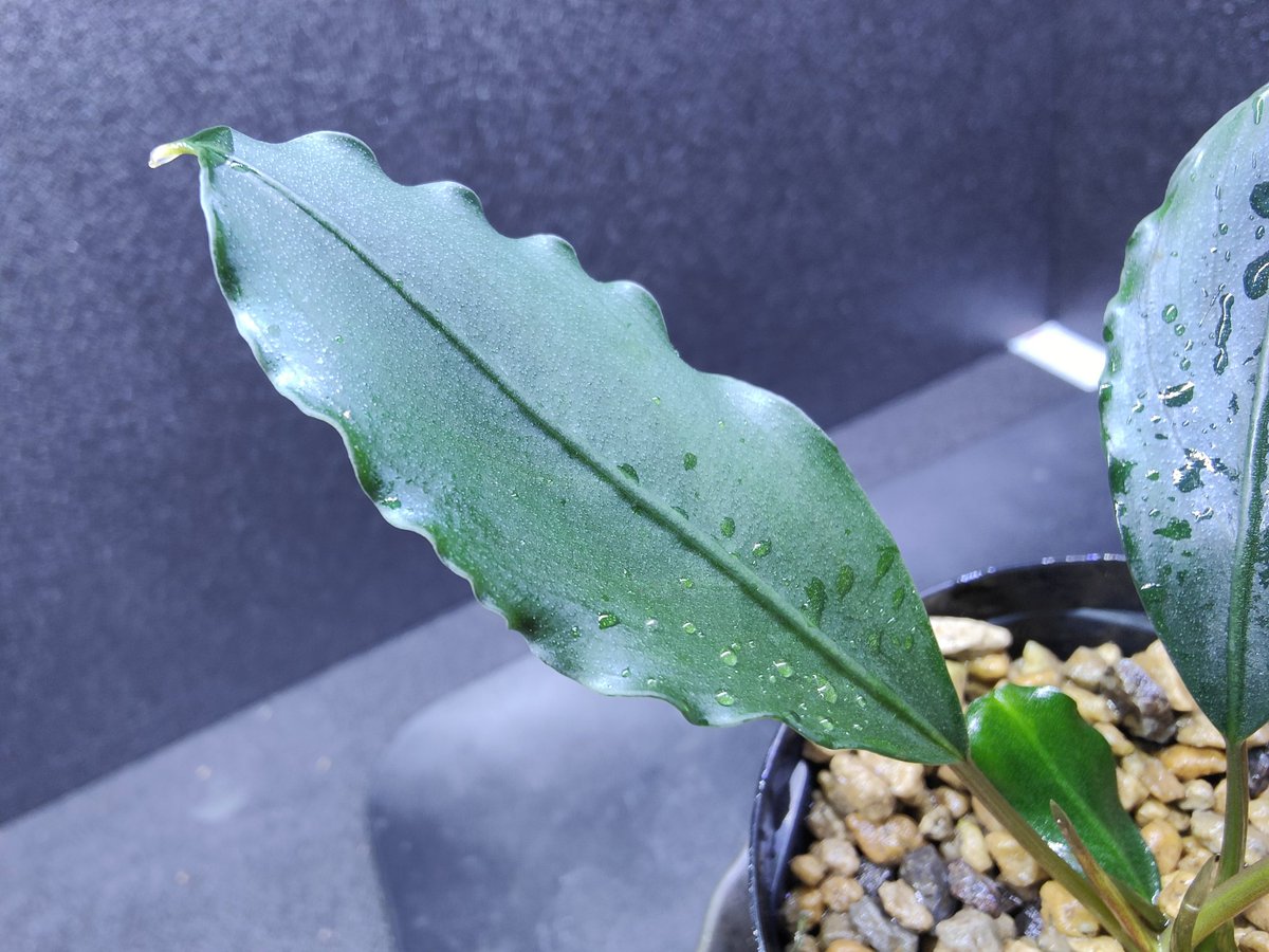 Bucephalandra sp. Padawan 3 ブセファランドラ