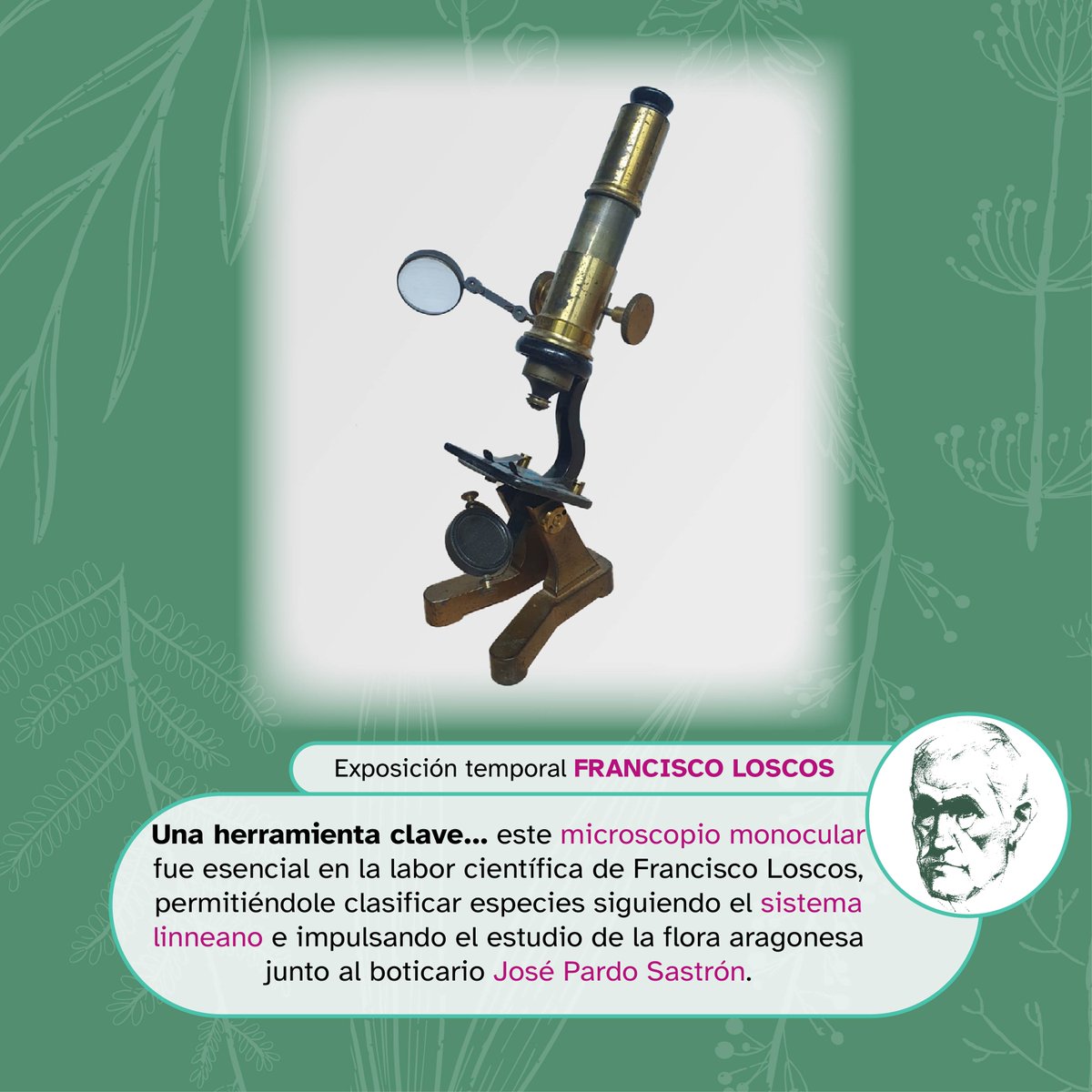 Museo Ciencias Naturales UZ tweet media