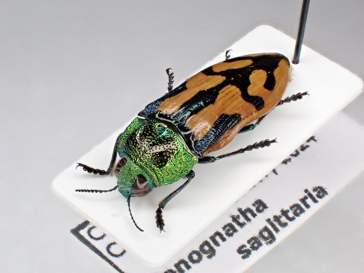 ブラジル産　ナンベイムカシタマムシ　23mm ナンベイムカシタマムシ とも呼ばれるConognatha sagitaria。 以前