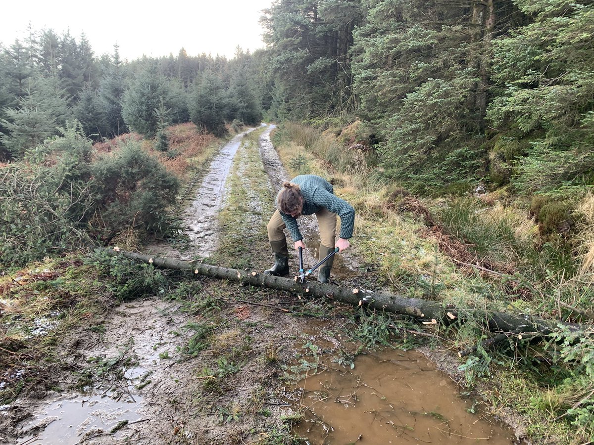 25min of topiary required today to get to near enough to the VP to walk in. The ~155 white fronted geese that came in was nice enough reward. First arrived 35min after sunset.
