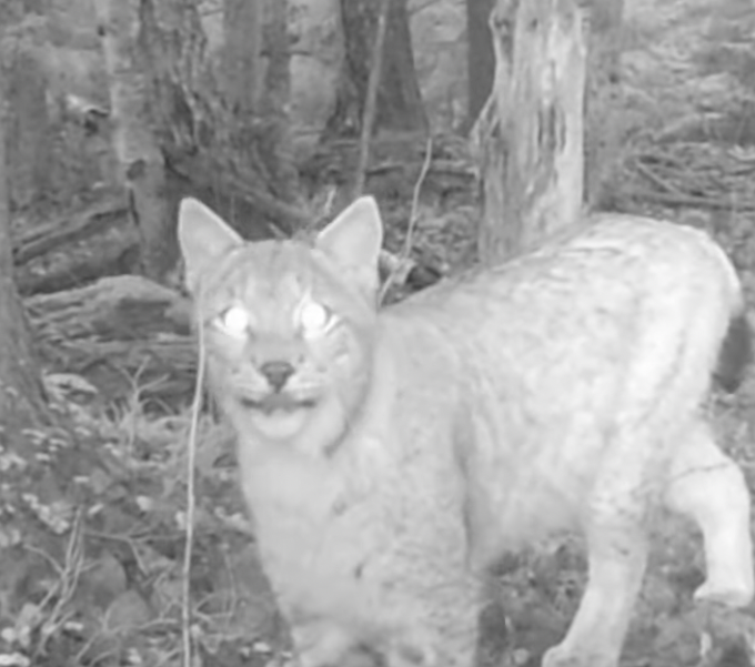 Ilves (Lynx lynx; Eurasian lynx) youtube.com/shorts/Pkx2nw_…

🎥 Arnold Kristjuhan
📍#Eesti, #Tartu maakond, #Kambja vald, #Kaatsi küla 
🕐 2024-11-14

#Ilves #Lynxlynx #Eurasianlynx #loodus #harilikilves #tavailves #Imetajad #Mammalia #Kiskjalised #Carnivora #Kaslased #Felidae #Lynx