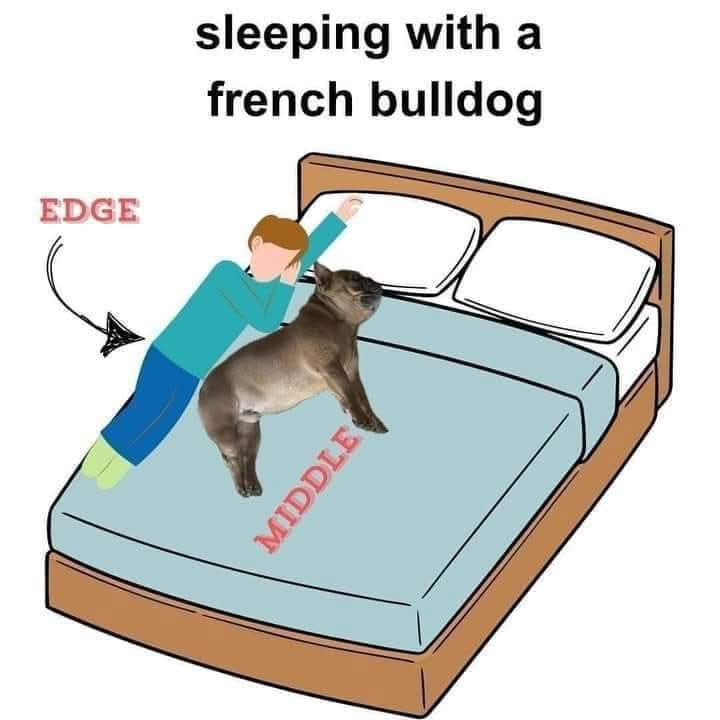 Frenchie_fans's tweet image. 