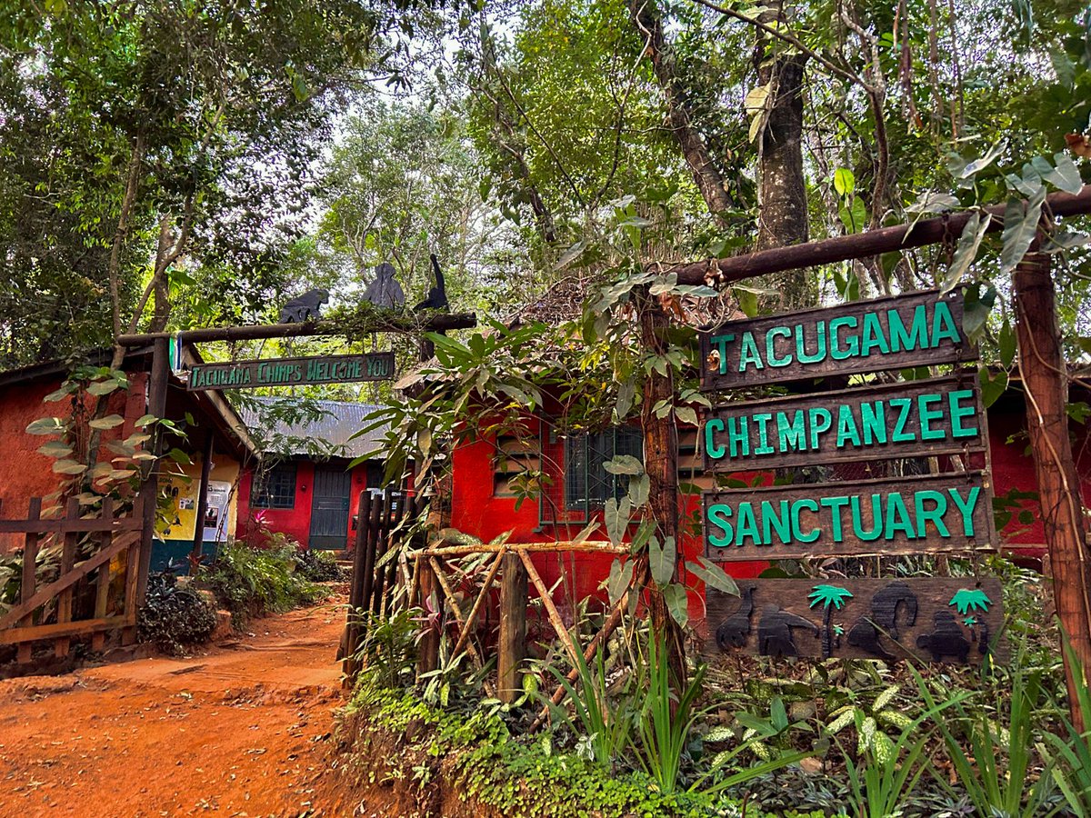 VoyagesAfriq's tweet photo. #VoyagesAfriq Sierra Leone is where history, culture, and nature intertwine.

Stroll through Freetown’s historic streets, encounter rare wildlife, and relax on untouched beaches.

It's time to see what makes Sierra Leone so special.
#ExploreSL

https://t.co/QDhRkulxfQ https://t.co/wkXhBA1LPO