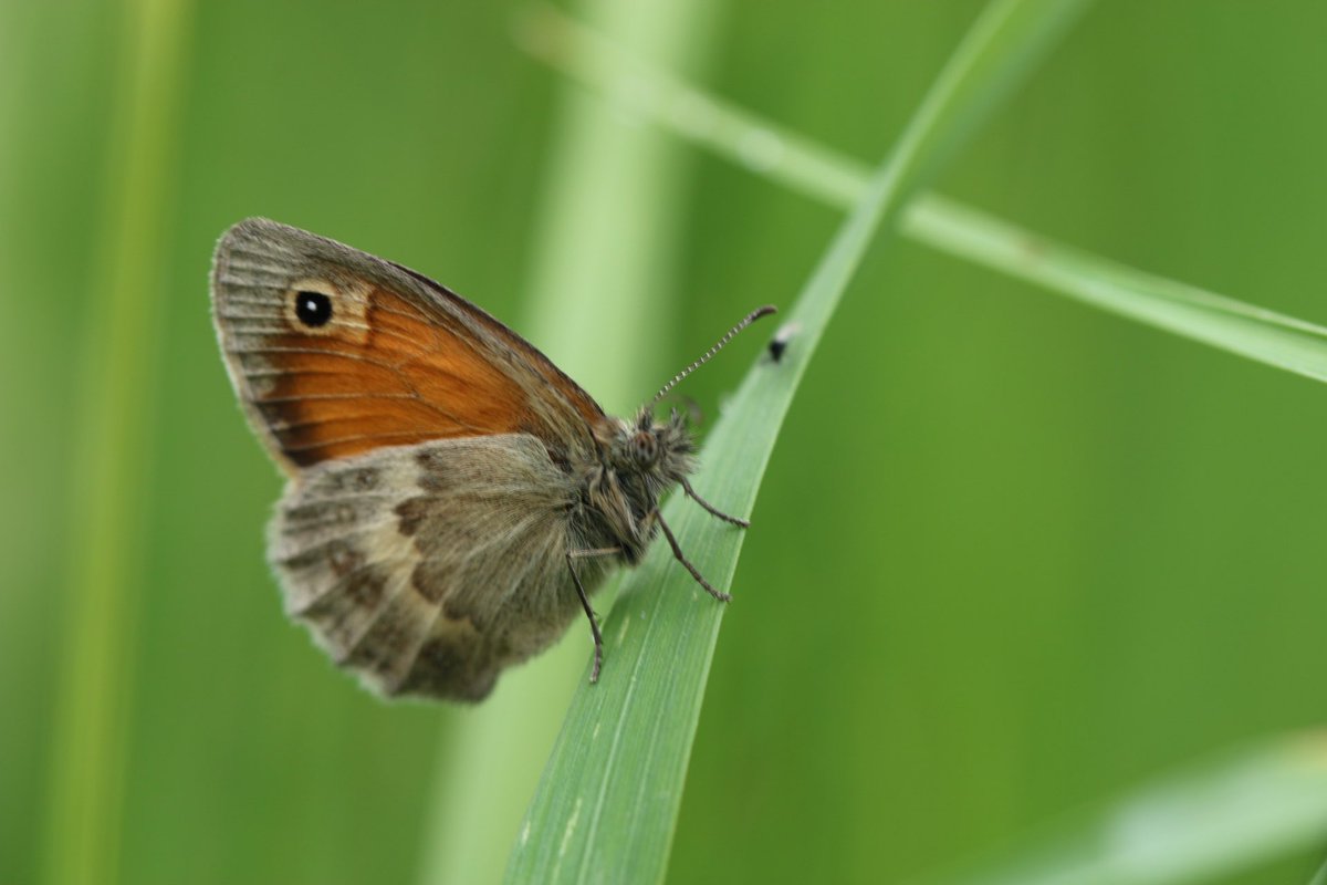 Het #Hooibeestje 🦋

is de #vlindermaand vlinder van dag 8
<a href="/ErikDePay/">Erik 🦋</a>