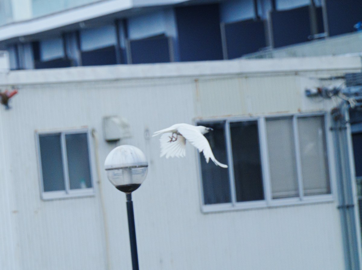 白カラス Kou on X: 