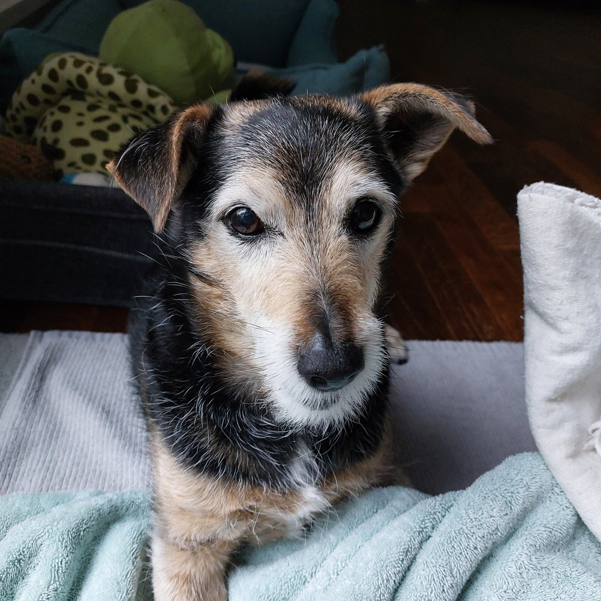 Zwischen dem Schmuddelwetter mal ein paar liebe Grüsse.......🥰🐾🐾