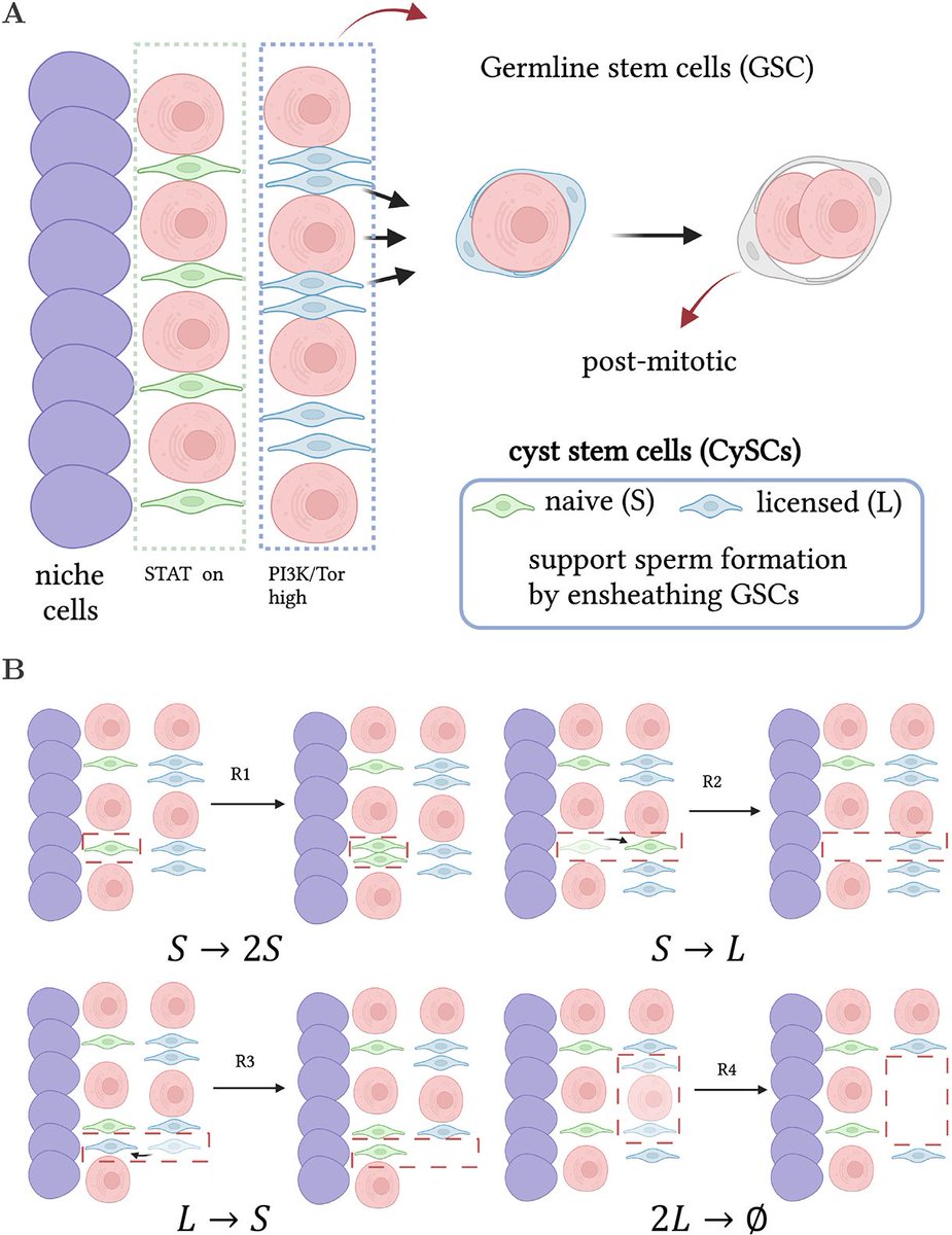 Development (@dev_journal) on Twitter photo Licensing and niche competition in spermatogenesis: mathematical models suggest complementary regulation of tissue maintenance
Read this Research Article by <a href="/RGarciaTejera/">Rodrigo García-Tejera</a>, Jing-Yi Tian, <a href="/AmoyelLab/">Amoyel lab</a>, <a href="/ramon_grima/">Ramon Grima</a> & <a href="/LinusSchumacher/">Linus Schumacher 🐘 🦋</a> <a href="/EdinUni_CRM/">Centre for Regenerative Medicine</a>:
doi.org/10.1242/dev.20… Licensing and niche competition in spermatogenesis: mathematical models suggest complementary regulation of tissue maintenance
Read this Research Article by <a href="/RGarciaTejera/">Rodrigo García-Tejera</a>, Jing-Yi Tian, <a href="/AmoyelLab/">Amoyel lab</a>, <a href="/ramon_grima/">Ramon Grima</a> & <a href="/LinusSchumacher/">Linus Schumacher 🐘 🦋</a> <a href="/EdinUni_CRM/">Centre for Regenerative Medicine</a>:
doi.org/10.1242/dev.20…