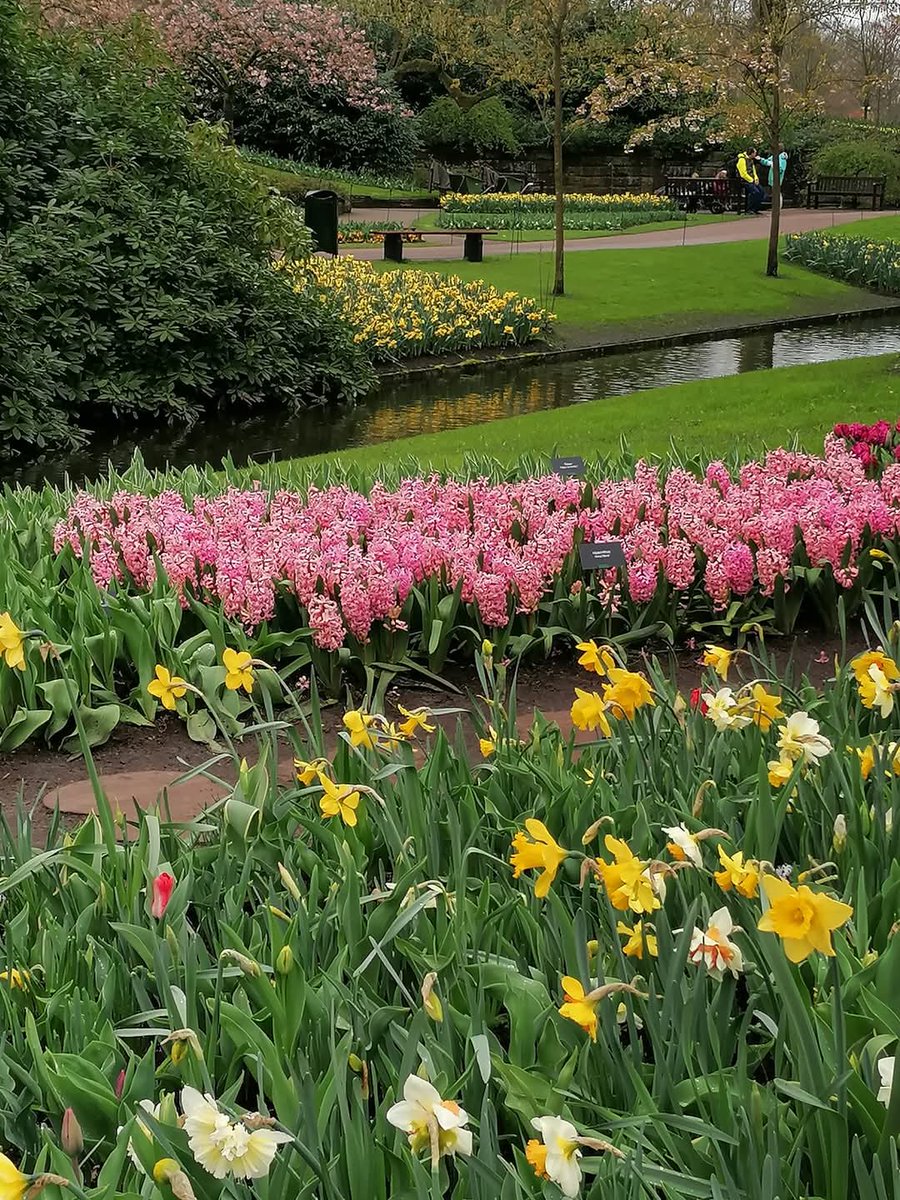 skymanuelima's tweet image. No Parque Keukenhof, sete milhões de bolbos de flores são plantados anualmente neste parque dos Países Baixos. #Parque #Keukenhof #Tulipas #Bolbos #flores #PaísesBaixos #travelphotography #viagens #FotógrafoAmador