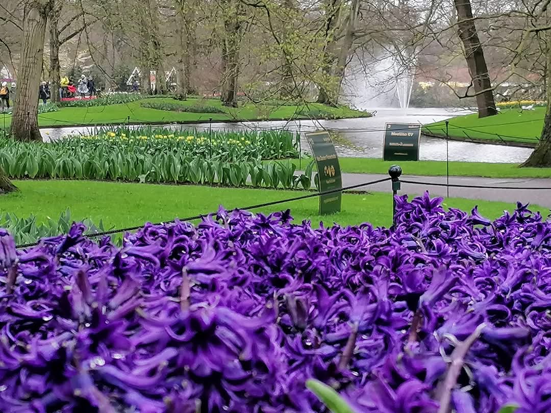 skymanuelima's tweet image. No Parque Keukenhof, sete milhões de bolbos de flores são plantados anualmente neste parque dos Países Baixos. #Parque #Keukenhof #Tulipas #Bolbos #flores #PaísesBaixos #travelphotography #viagens #FotógrafoAmador
