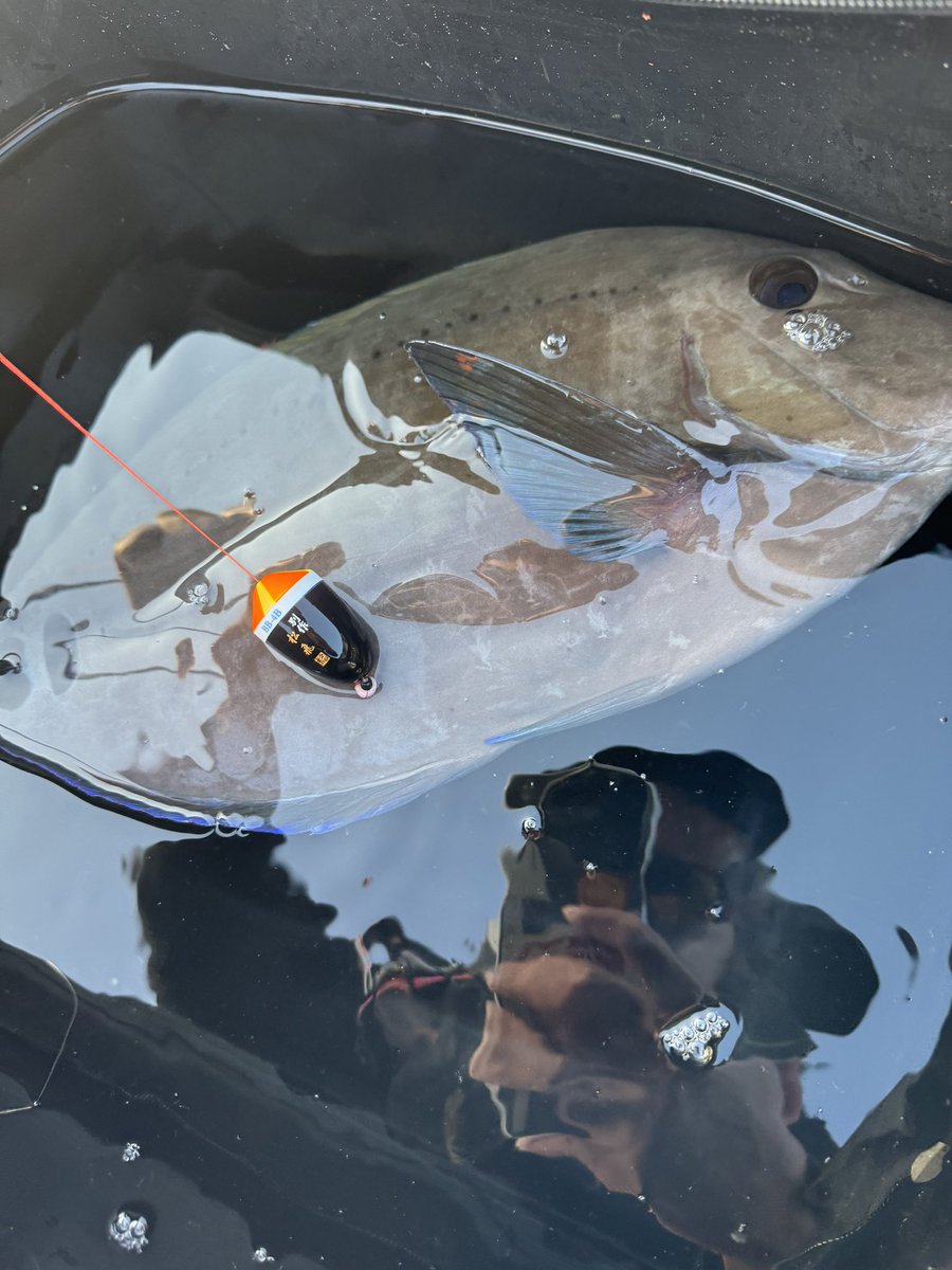 nakaima0815's tweet photo. 初釣り🎣
安岡の鬼才と最高の釣りが出来ました😊
鬼才が61.5のチヌマン釣って俺が51のサンノジ釣って今年幸先良すぎて逆に怖い🤣
アテンダーIIIの曲がりに惚れた😍
今年始まったばかりだから記録の年にします🫡
とりあえず尾長釣ること💪🏻
#がまかつ
#サンライン
#アテンダーIII https://t.co/7ZJ03W5NzO