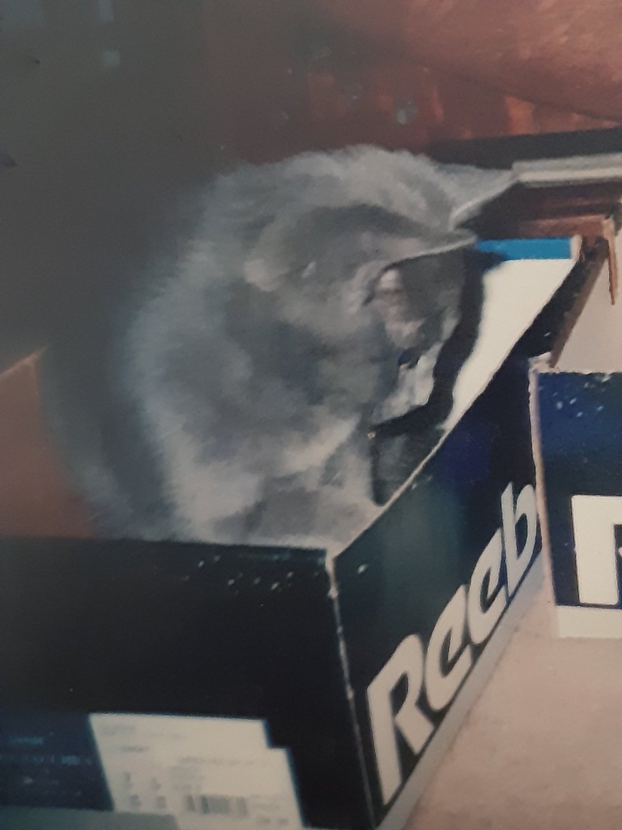 RIP Hector, who died last night after a short period of illness. He was elderly and it was his time, but I shall miss him so much.