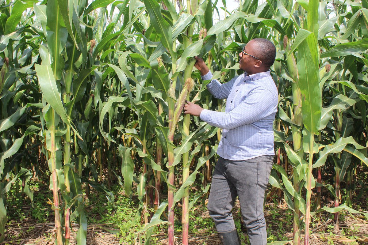 Regular farm visits in conservation agriculture are crucial for monitoring soil health, ensuring sustainable practices, and addressing challenges promptly.
Consistency drives better yields, biodiversity, and preservation of the environment.
#FoodSecurity #ConservationAgriculture